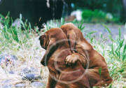 bloodhoundpups.jpg