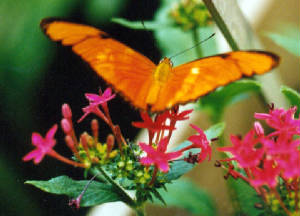 butterfly.jpg