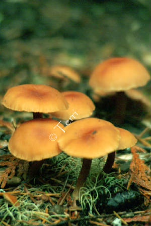 dscf0063.jpg