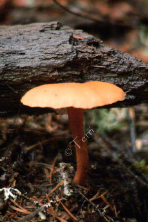 dscf0066.jpg