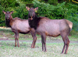 elk.jpg
