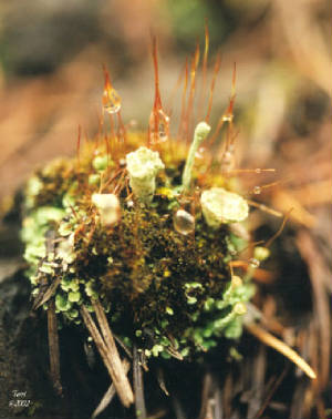 moss600dpi8x10.jpg