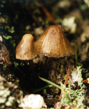 mushrooms2.jpg
