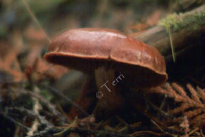 shroomdscf0074.jpg