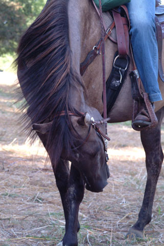 asized0256.jpg