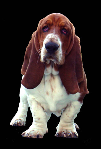basset.jpg