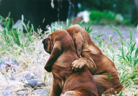 bloodhound-pups.jpg