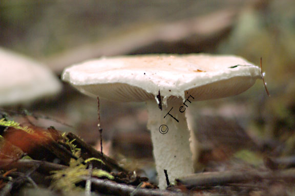 dscf0069.jpg