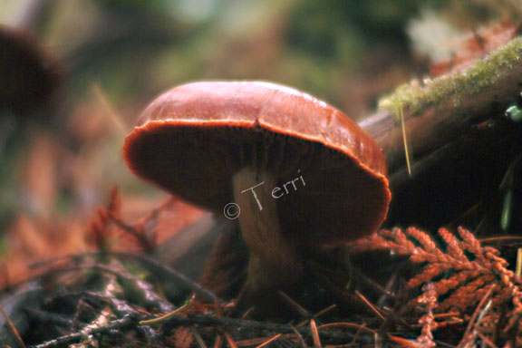 dscf0075.jpg