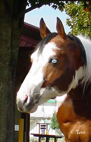 ivanhead5x14472.jpg