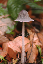shroomdscf0085.jpg