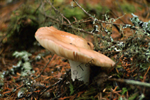 shroomdscf0105.jpg