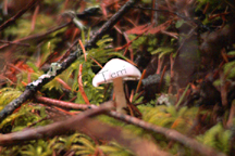 shroomsdscf0081.jpg