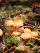 shroomsdscf0087.jpg