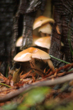 shroomsdscf0089.jpg