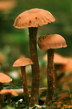 shroomsdscf0103.jpg