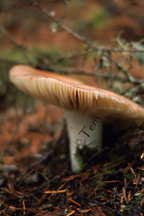 shroomsdscf0104.jpg