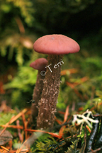 shroomsdscf03.jpg